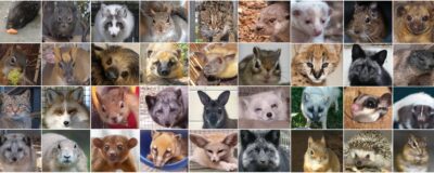 Collage positieflijst NL