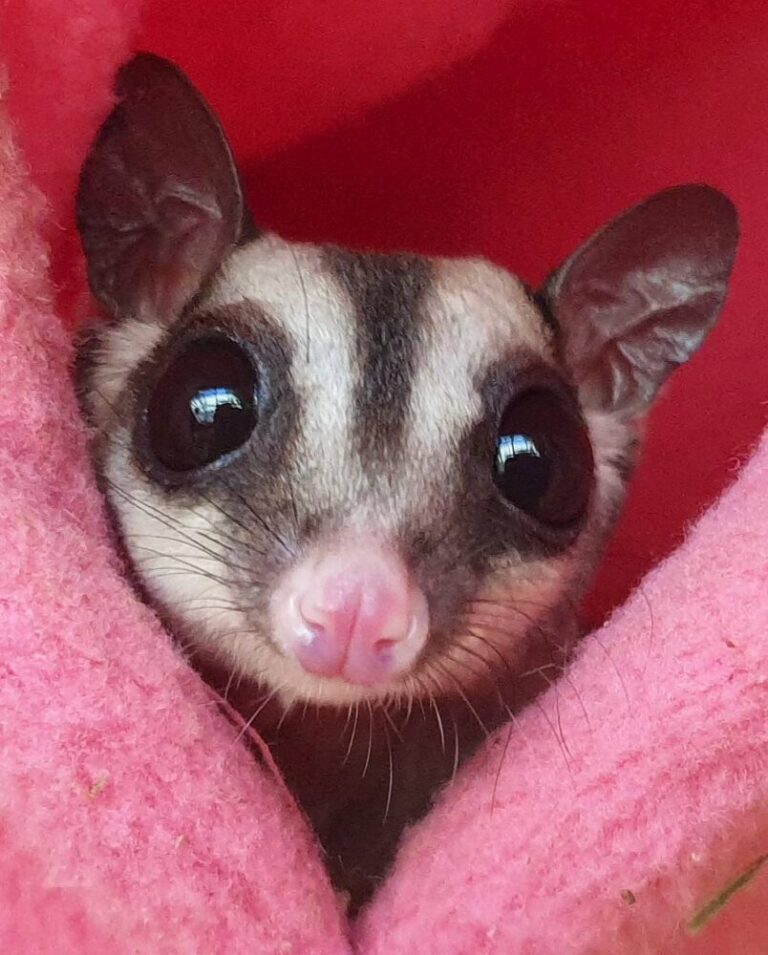 Sugar glider